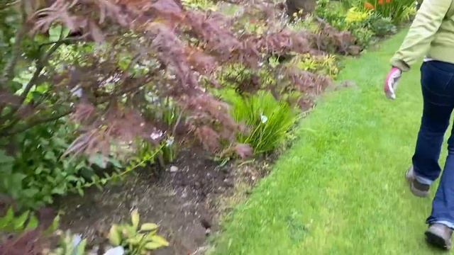 Crocosmia Propagation....mostly!