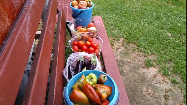 Собрала урожай на продажу.Вкусные красивые овощи пользуются спросом. смотреть онлайн