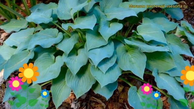 Хоста гибридная Блю бой. Краткий обзор, описание характеристик hosta hybrida Blue Boy смотреть онлайн