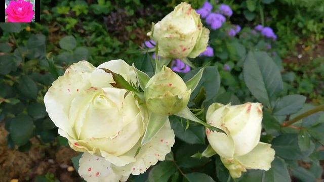 Удобрения для роз на сезон 2022 смотреть онлайн