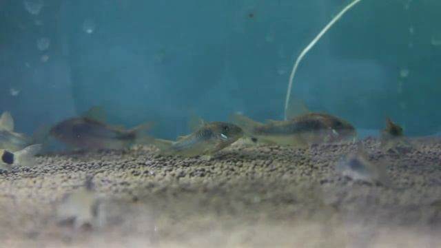 ТОП 5 Популярных аквариумных сомов