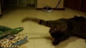 КОТЫ И ОГУРЦЫ!!! Коты боятся огурцов!
