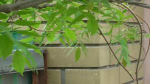 Первое цветение глицинии