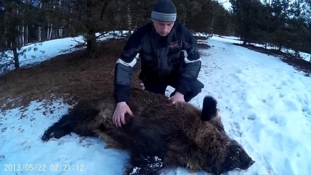 Кабаны живут в вольере с рождения смотреть онлайн