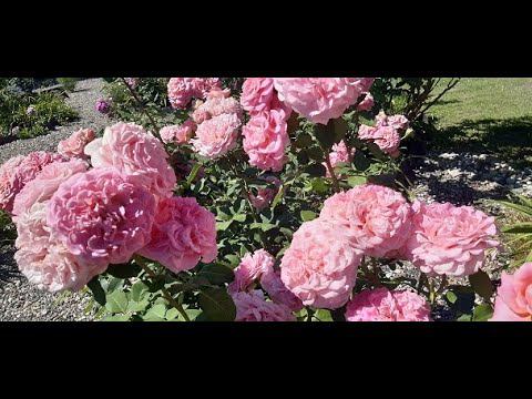 Страсти по Ютуб смотреть онлайн