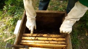 КАК УВЕЛИЧИТЬ ПАСЕКУ Как сделать отводок пчел