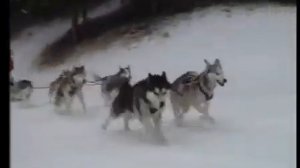 АМЕРИКАНСКИЙ ПИТБУЛЬТЕРЬЕР