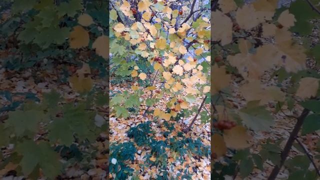Боярышник смотреть онлайн