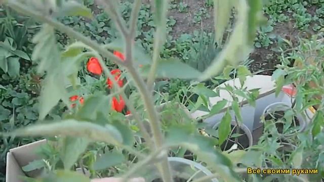 Закалка рассады. смотреть онлайн