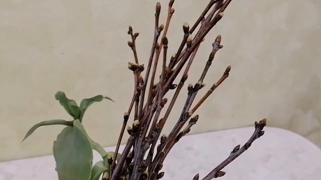 Огород на подоконнике! смотреть онлайн