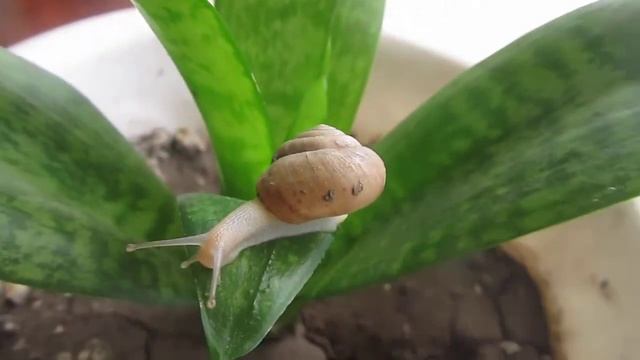 В Мире Животных глазами ребенка. УЛИТКА МОНАХ . Никита Нюняев. Одесса август 2017 смотреть онлайн