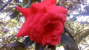 Роза плетиста Мейнтауэр Rose Maintower 1 липня 2020 р.