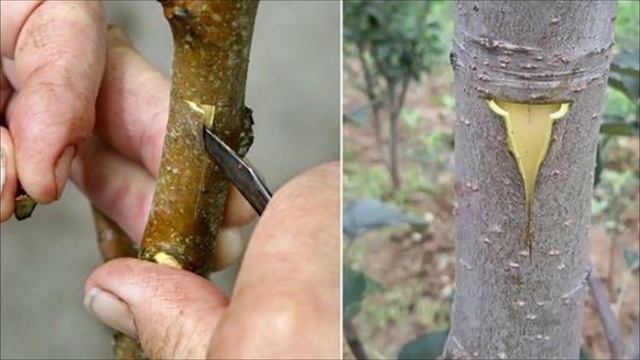 УЧИМСЯ ПРИВИВАТЬ ПЛОДОВЫЕ. ЛУЧШИЕ СРОКИ И СПОСОБЫ смотреть онлайн