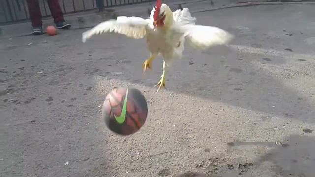 Gallo jugando futbol смотреть онлайн