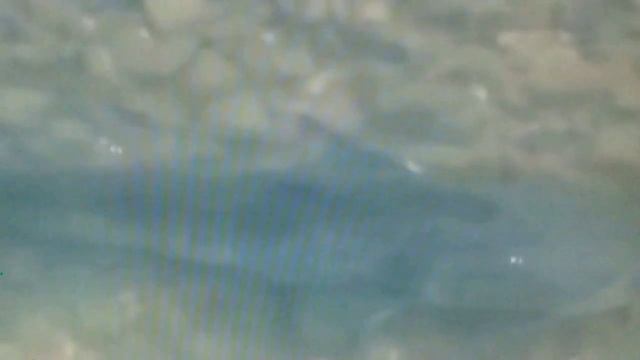 Сом охотится на голубей смотреть онлайн