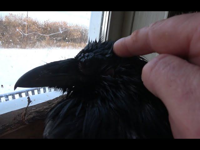 Про уши ворона и авторское право. смотреть онлайн