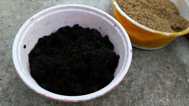 105.CROSSANDA Poudhe Ko Kaise Lagaye||How To Grow CROSSANDA Plant||CROSSANDA Gach Kibhabe Lagaben