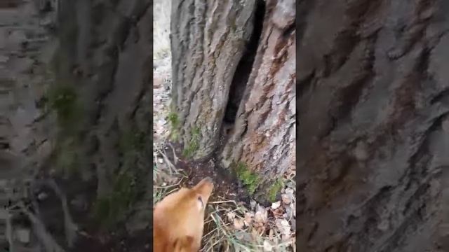 дом соболя .где живет