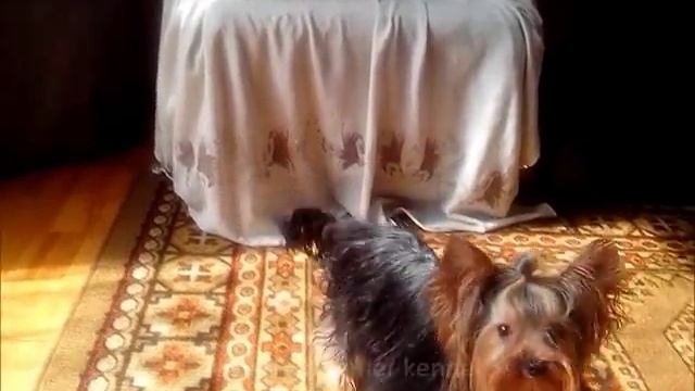 Йоркширские терьеры мини и супер мини (yorkshire terrier kennel GOLDDUST, CHOCOLATE, BIEWER, BIRO) смотреть онлайн