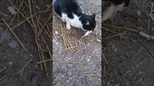 Неправильный кот/Не ест рыбу! смотреть онлайн