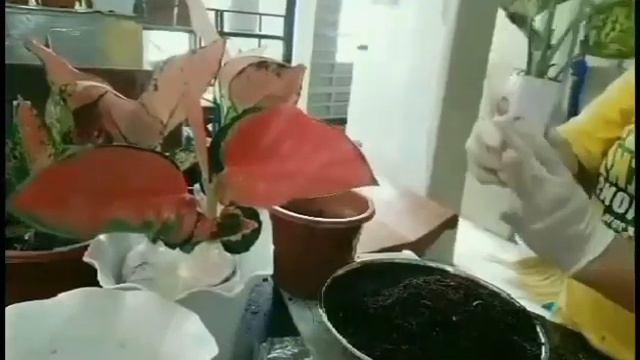 My Aglaonema Packing Techniques смотреть онлайн