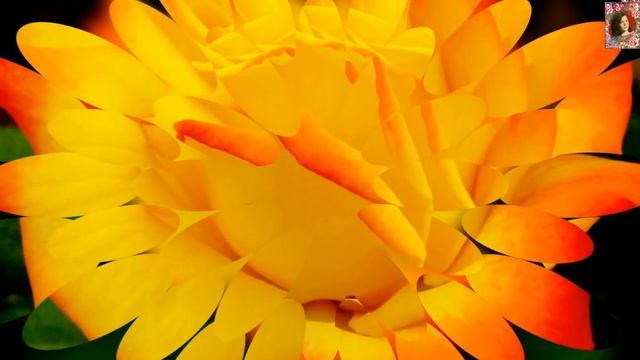 Розы в феврале. Поздравление с Днём Рождения. смотреть онлайн