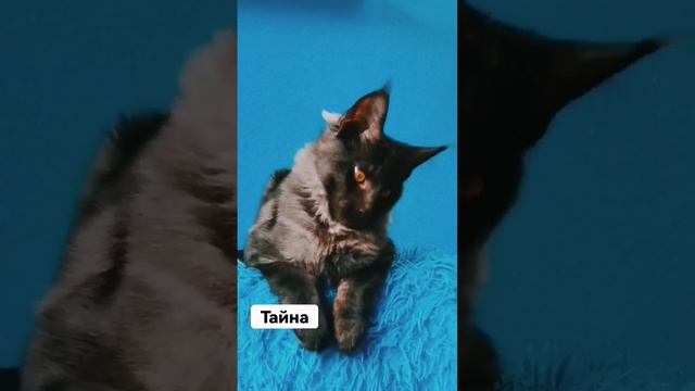 Тайна из Полосатой Банды Красивая девочка мейн кун в дымному окрасе, ласковая, спокойная кошка! смотреть онлайн