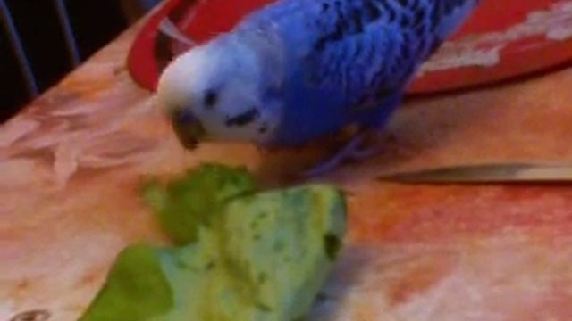 cipi смотреть онлайн