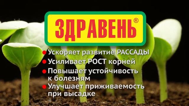 Видеоролик Здравень для рассады 2017 №1 (10 секунд) смотреть онлайн