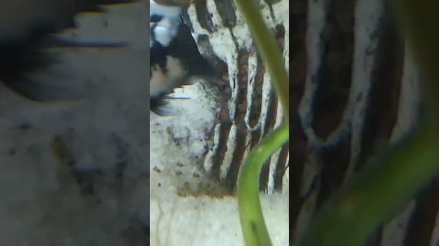 А наши заботливые родители вывели деток погулять! Сапфировый попугай (панда). Домашний аквариум смотреть онлайн