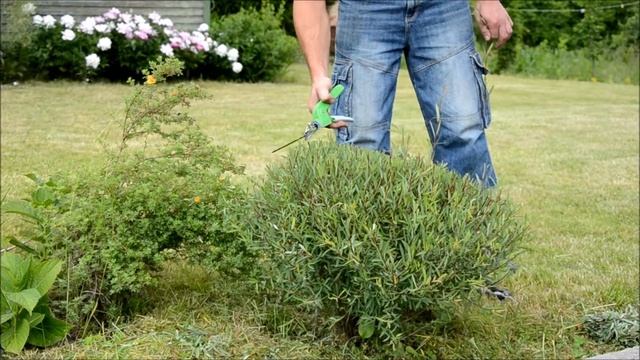 Salix purpurea trimming смотреть онлайн