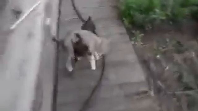 woman asks dog to bring cat home dog complies смотреть онлайн