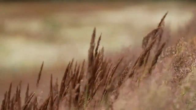 Путь к изобилию | Медитация | Мышление миллионера смотреть онлайн