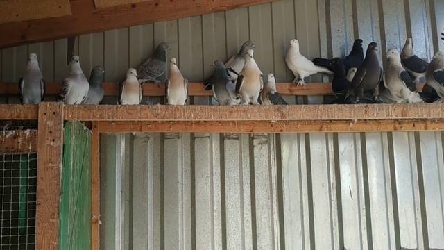 Супер голуби Турецкая Такла! Super pigeons Turkish takla. Голуби Санжаха! ?+79034434858 whatsapp. смотреть онлайн