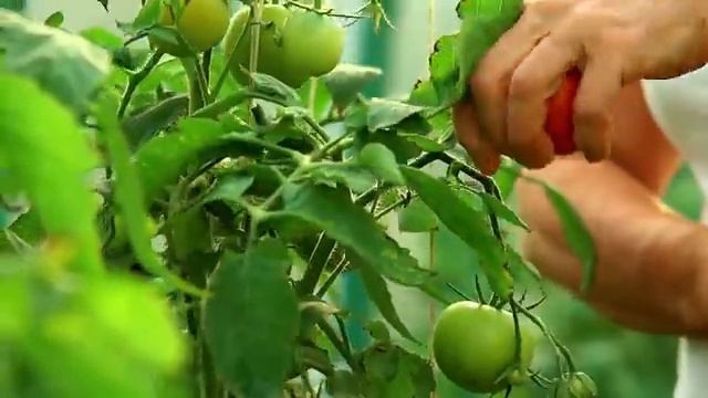 Овощи для детей 🍅 Стихи про овощи 🥦  Учим овощи 🥒