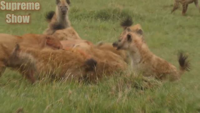 ГИЕНА В ДЕЛЕ! ГИЕНЫ ПРОТИВ ЛЬВОВ