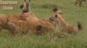 ГИЕНА В ДЕЛЕ! ГИЕНЫ ПРОТИВ ЛЬВОВ