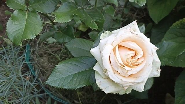 Роза Аваланж Пич . Rosa Avalanche Peach . Чайно-гибридная роза .