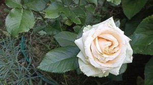 Роза Аваланж Пич . Rosa Avalanche Peach . Чайно-гибридная роза .