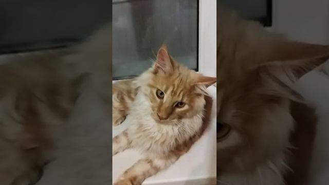 Котёнок породы МЕЙН-КУН, пять с половиной месяцев. Яркие породные данные и ласковый характер!!! смотреть онлайн