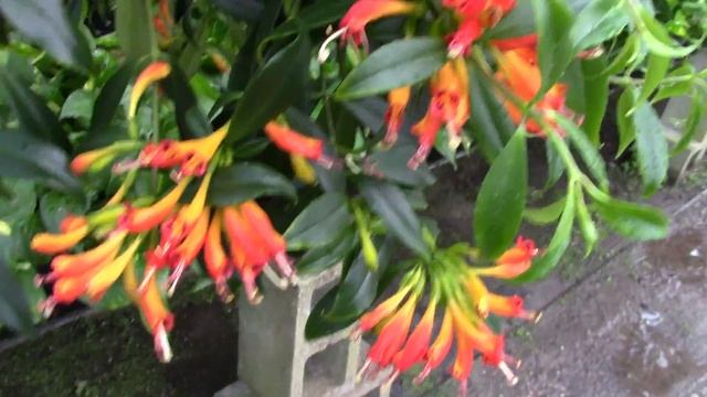Aeschynanthus sp. Lipstick Plant смотреть онлайн