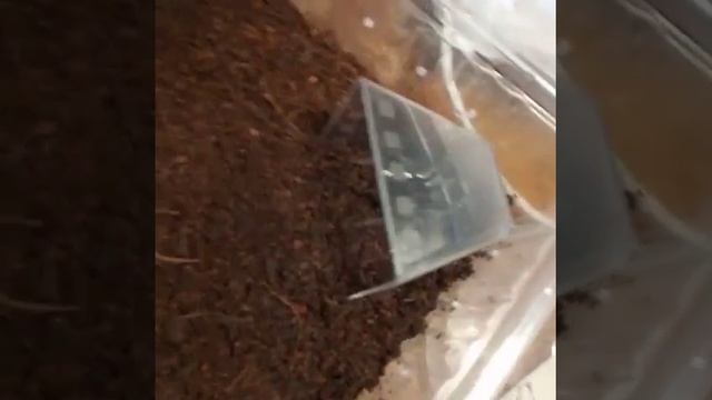 Мой первый паук птицеед Brahipelma Vagans