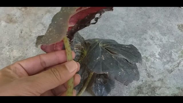 Begonia Black Velvet , Care & how to grow from leaf cuttings смотреть онлайн