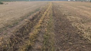 Как сохнет суданка. Суданская трава, однолетняя. Осенний сенокос )