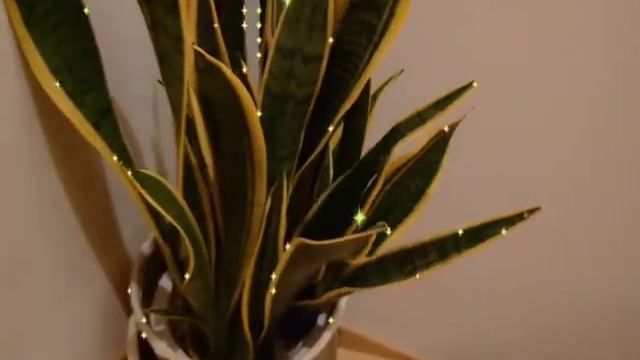 #Sansevieria #SnakePlants SANSEVIERIA ZEYLANICA | DRACAENA TRIFASCIATA | JOJACKJAPAN LOLAMIYAZAKI смотреть онлайн