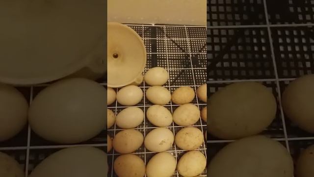Индоутки.3-я часть.Доливаем воду в резервуары инкубатора смотреть онлайн