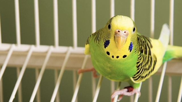 Чириканье (пение) ВОЛНИСТЫХ ПОПУГАЕВ.))) ??