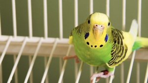Чириканье (пение) ВОЛНИСТЫХ ПОПУГАЕВ.))) ??