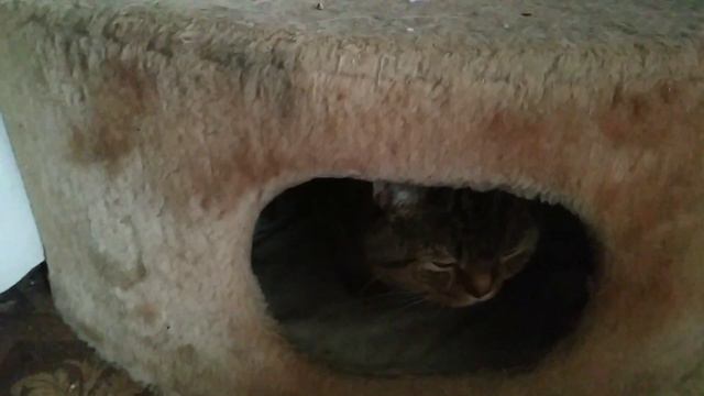 Похолодало ! Коты греются как могут ! смотреть онлайн