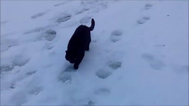 Февральская метель 2019